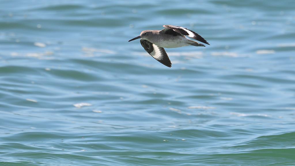 02-Willet (2019-10)-01
