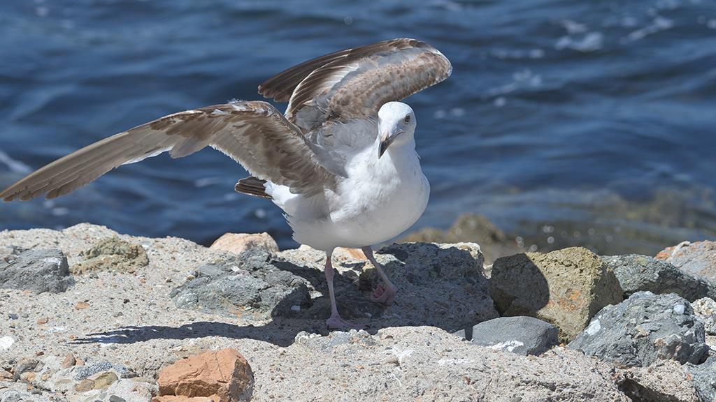 03-Seagull (Catalina2019)-01