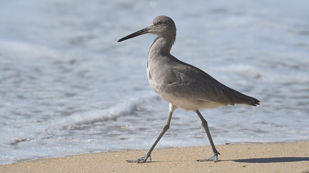 04-Willet (2018-10)-02