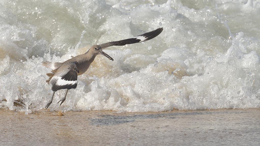 05-Willet (2018-10)-01