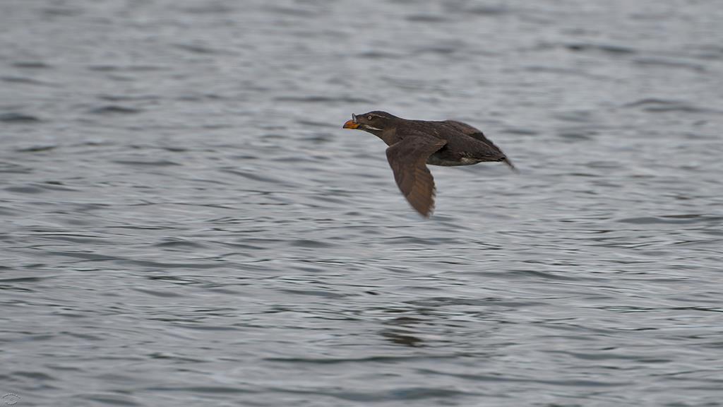 06-Rhinoceros Auklet (BC2017)-03