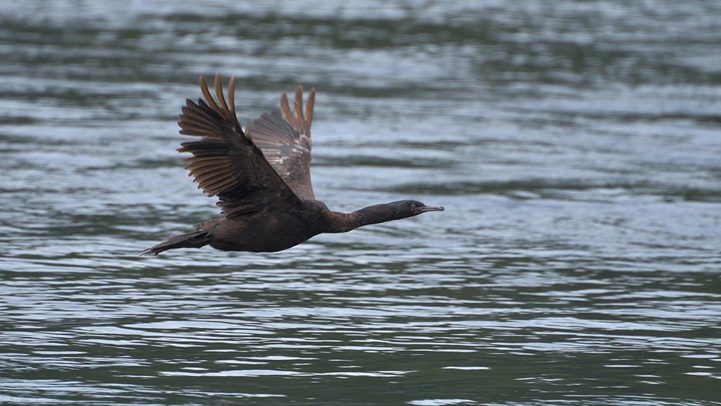 07-Cormorant (BC2017)-01