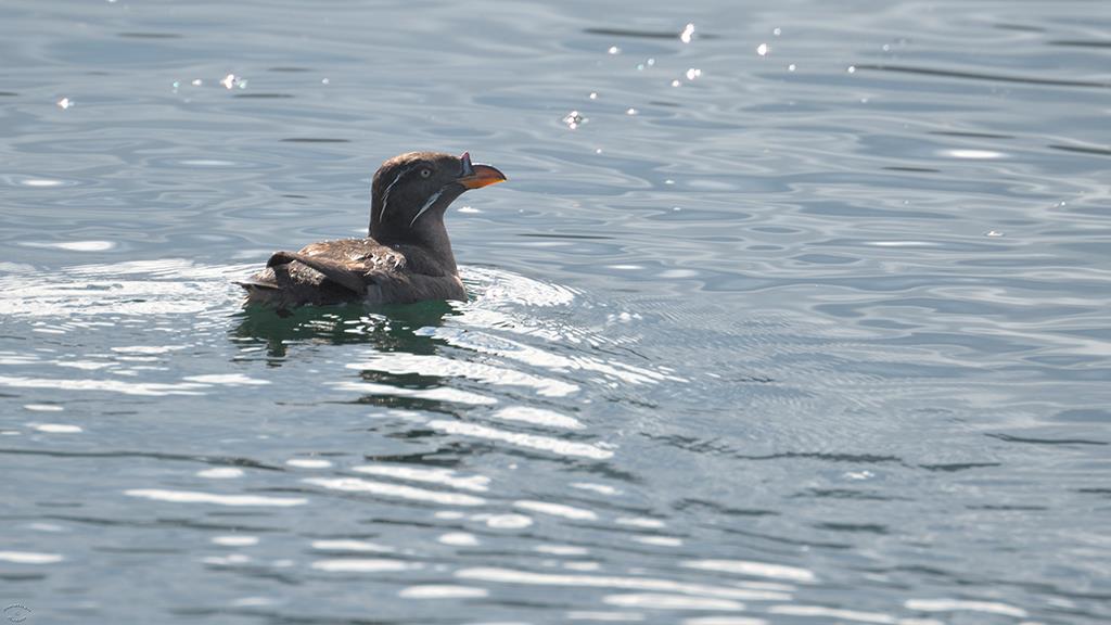 08-Rhinoceros Auklet (BC2017)-04