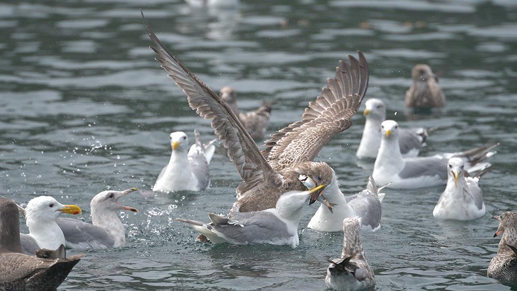 11-Gulls (BC2017)-01