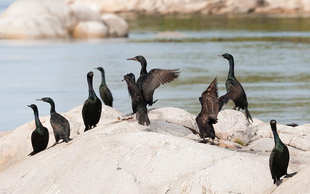13-Cormorant (BC_2015)-03