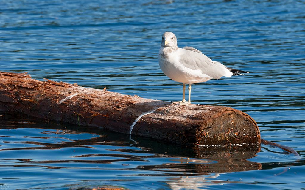 14-Gull (BC_2015)-03