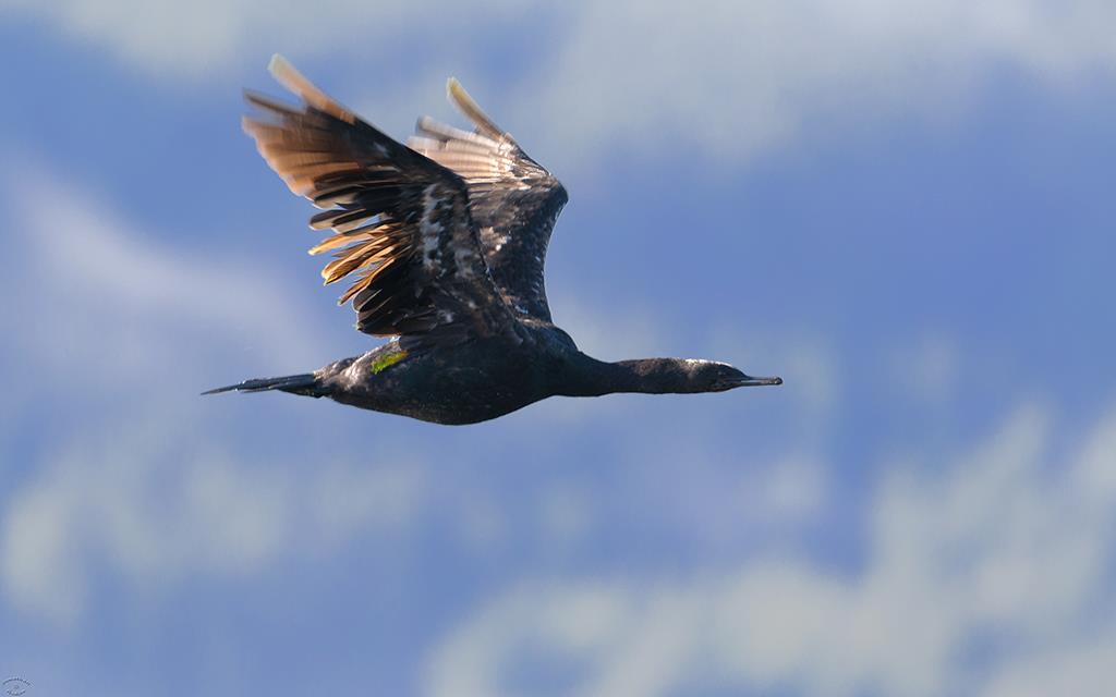 15-Cormorant (BC_2015)-01