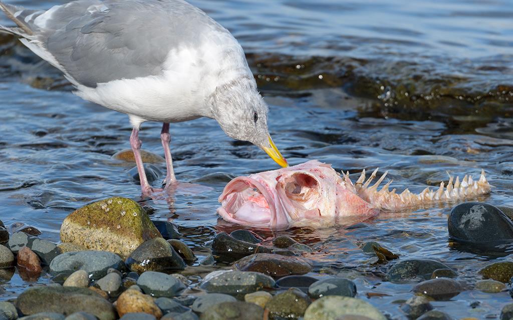 16-Gull (BC_2015)-01
