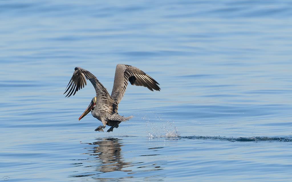 19-Pelicans-02