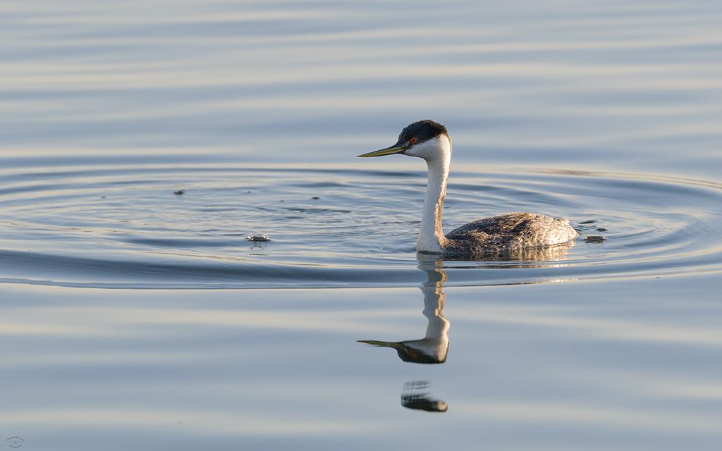 22-Western Grebe