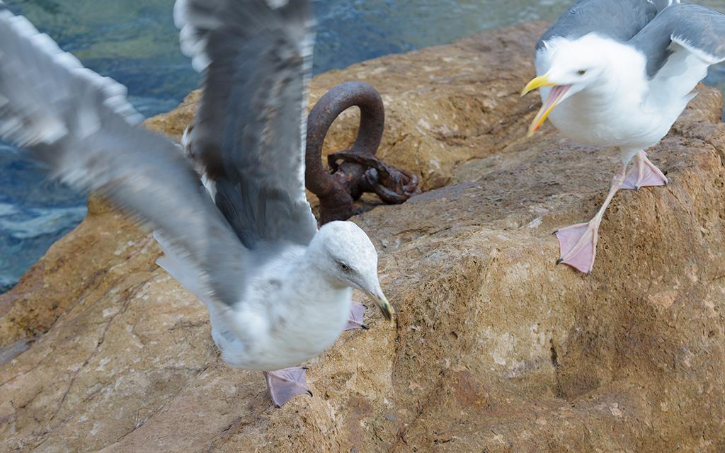 24-Sea Gull (Catalina2013)-02