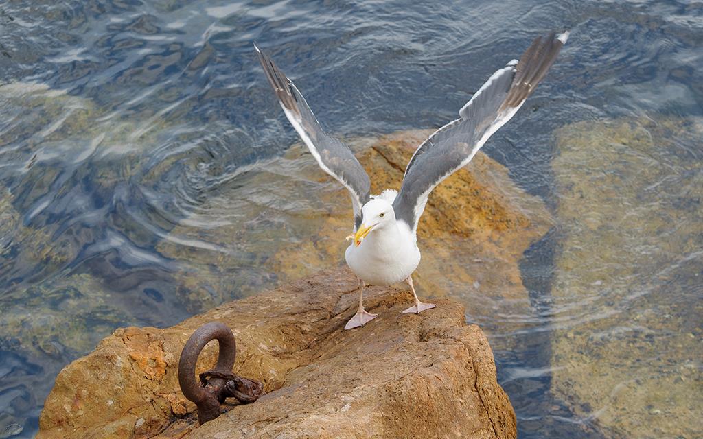 25-Sea Gull (Catalina2013)-01