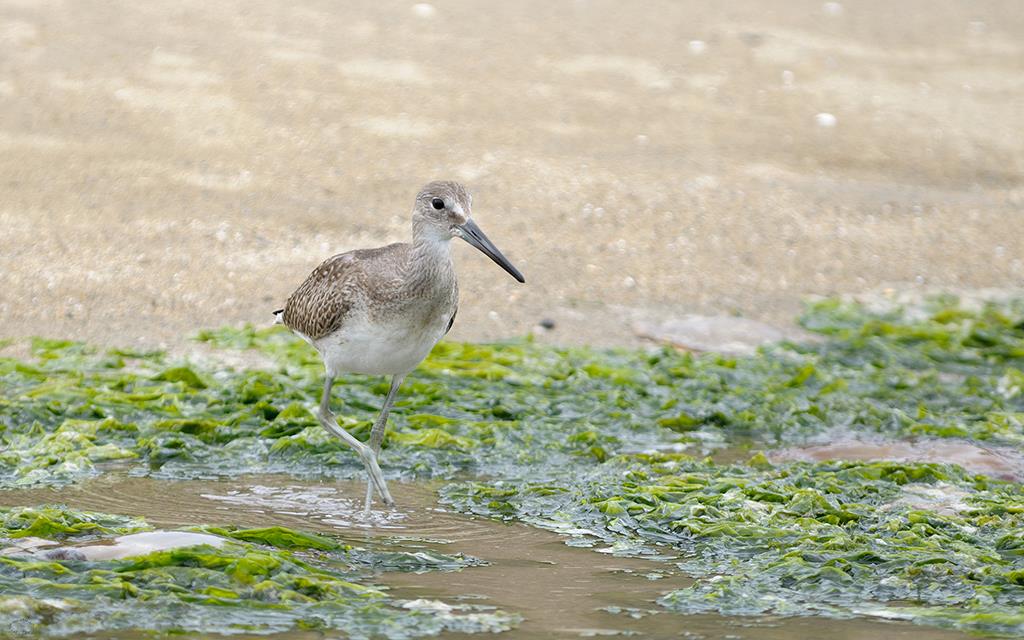 26-Willet
