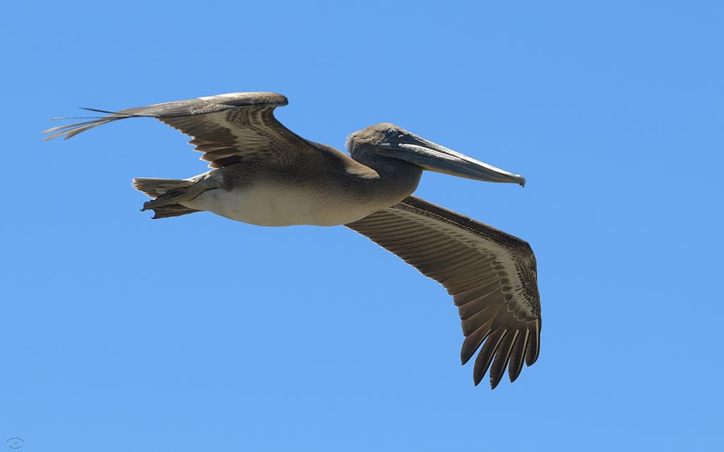 27-Pelican-01