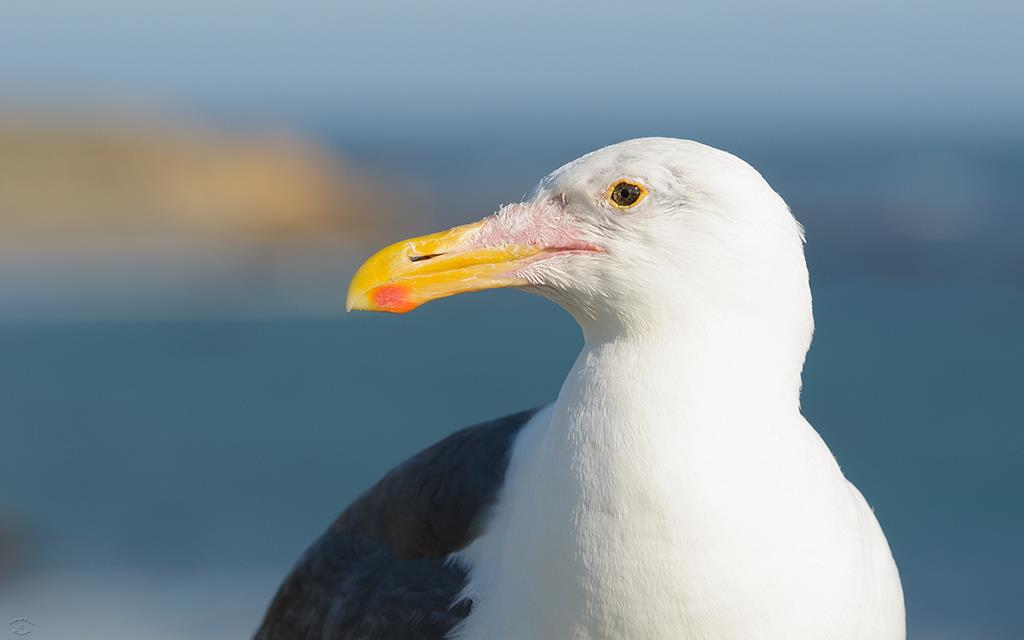 28-Sea Gull-01