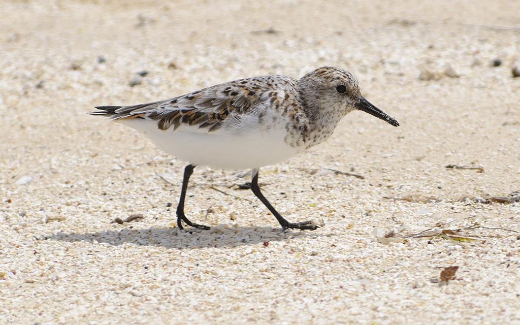 29-Sanderling