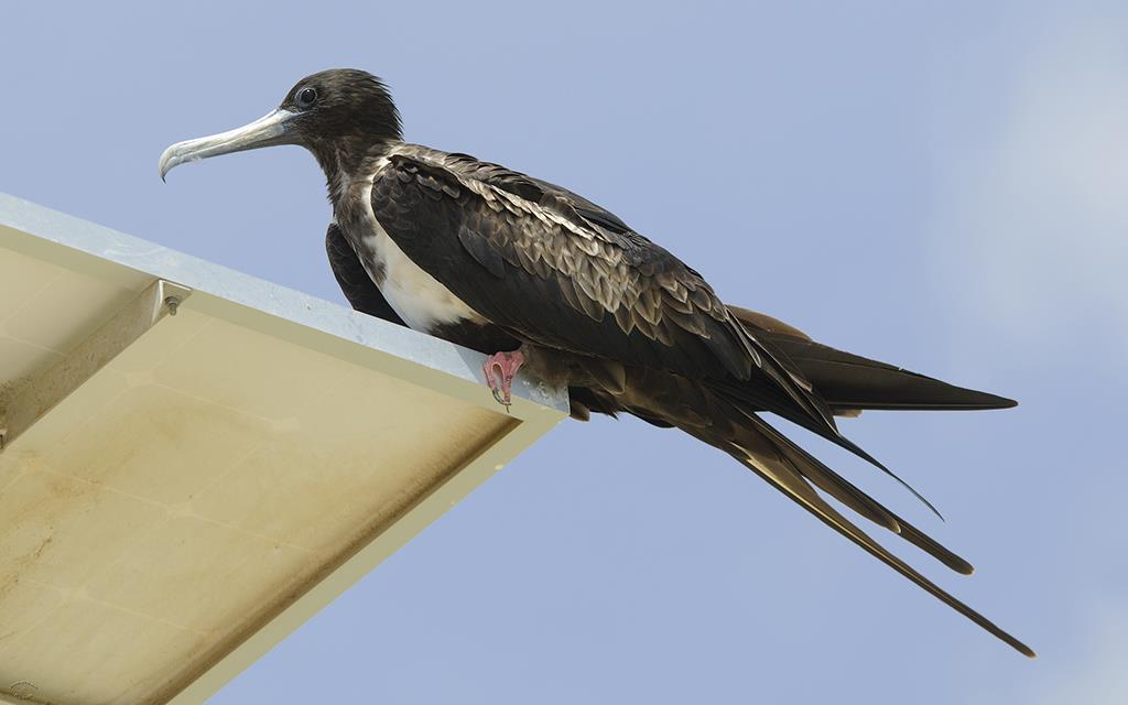 30-Magnificent Frigatebird Female