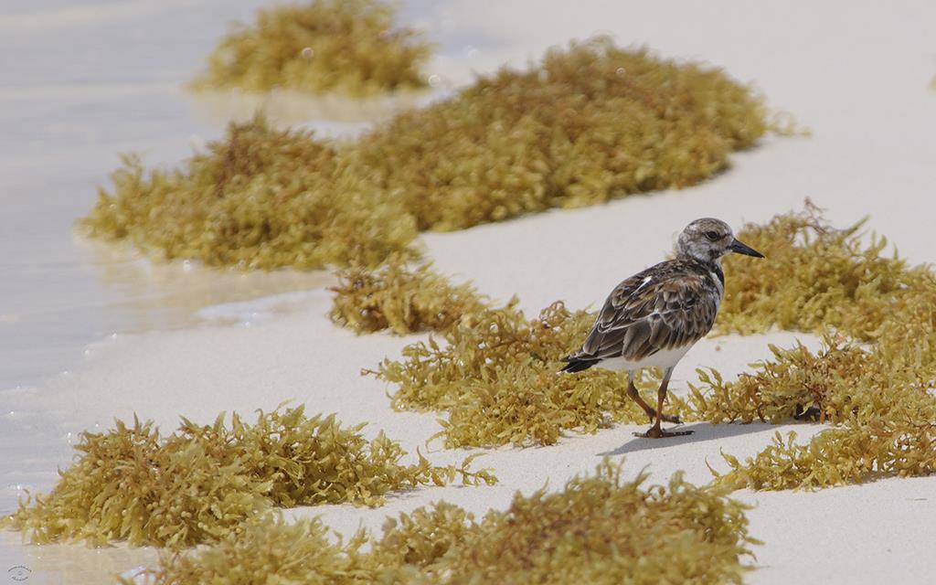 31-Ruddy Turnstone