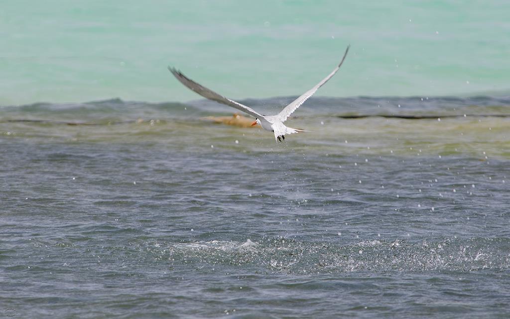 32-Royal Tern-02
