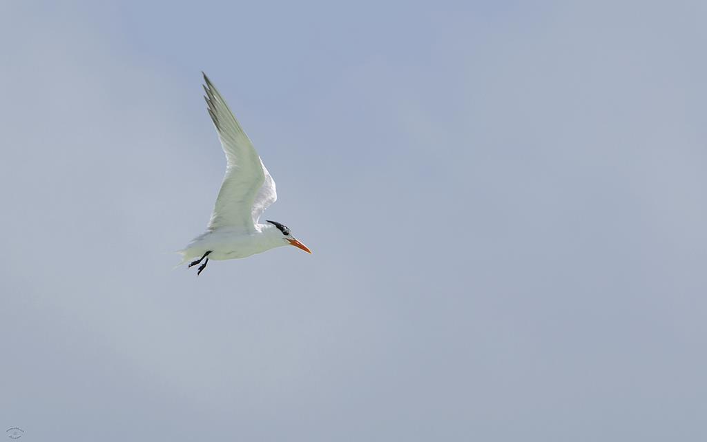 33-Royal Tern-01