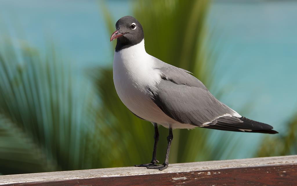 34-Laughing Gull-04