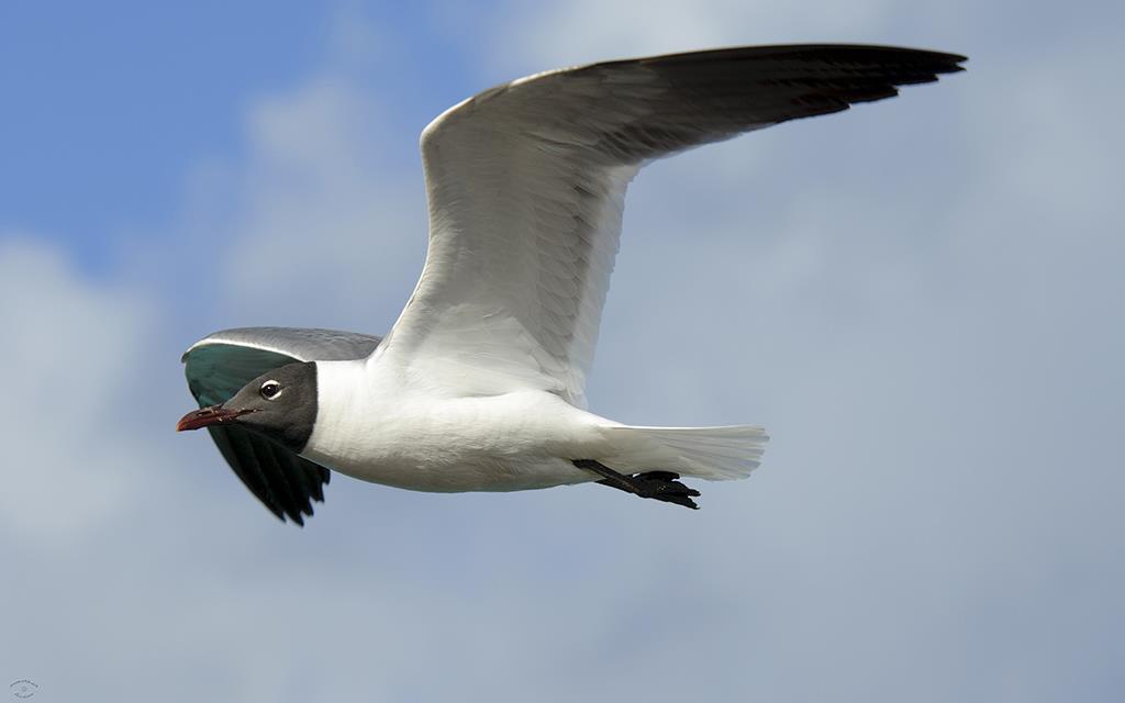 35-Laughing Gull-03