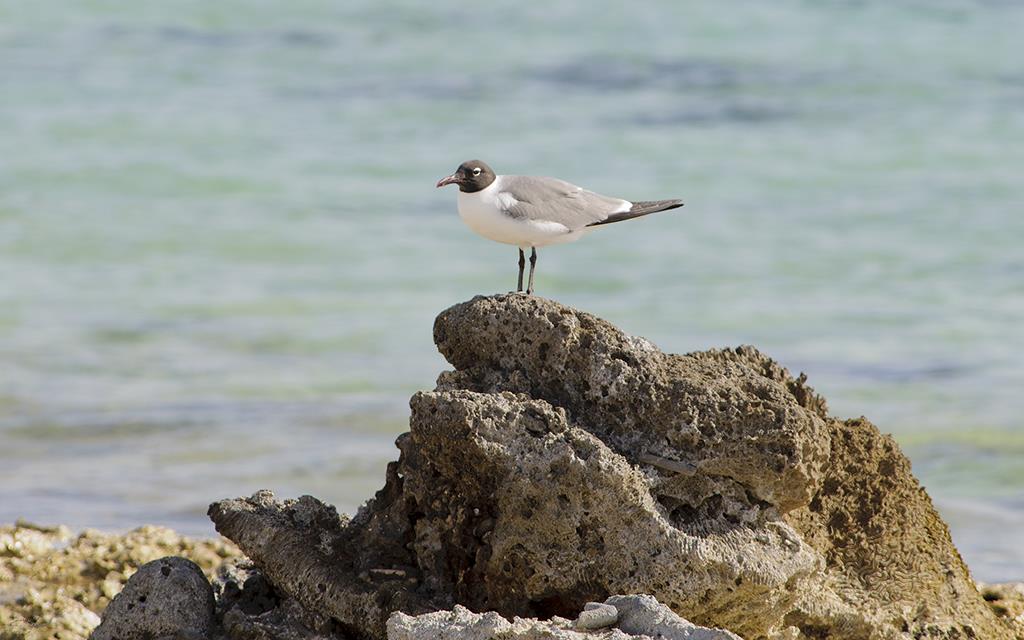 36-Laughing Gull-01