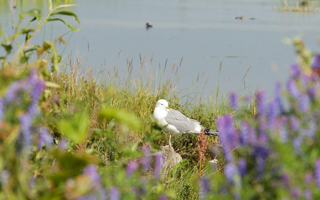 40-Gull-01