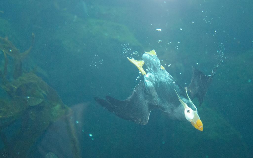 41-Tufted Puffin-02
