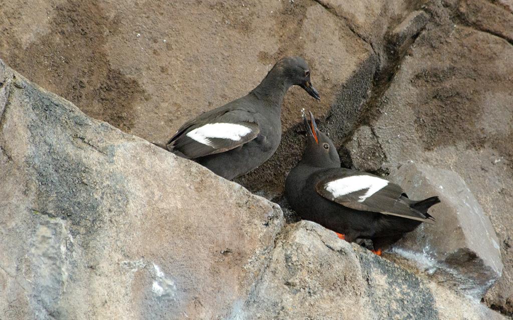 42-Pigeon Guillemot