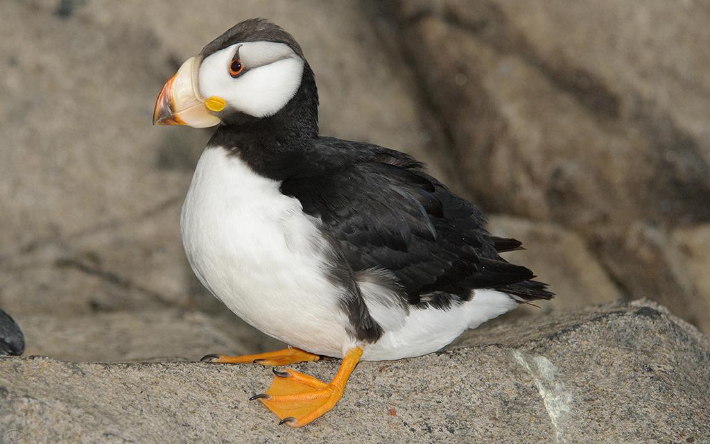 43-Horned Puffin