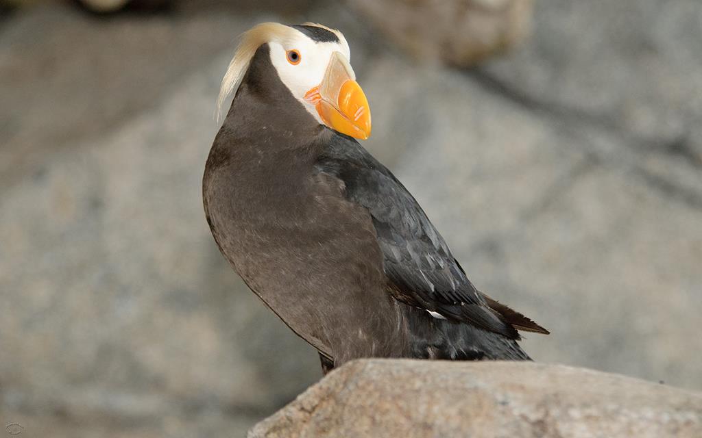 44-Tufted Puffin-01
