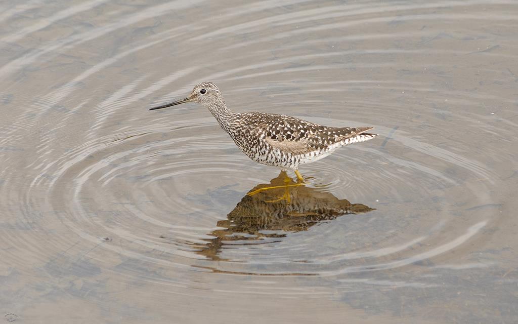 45-Wandering Tattler
