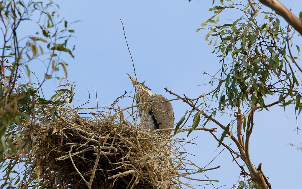 48-Great Blue Heron Juvenile-01
