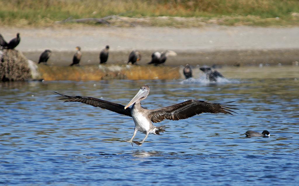 50-Pelican-01 (1)