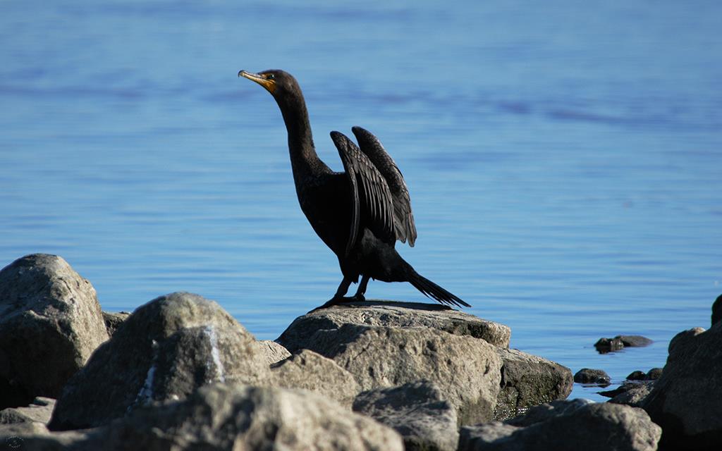51-Brandt's Cormorant-01