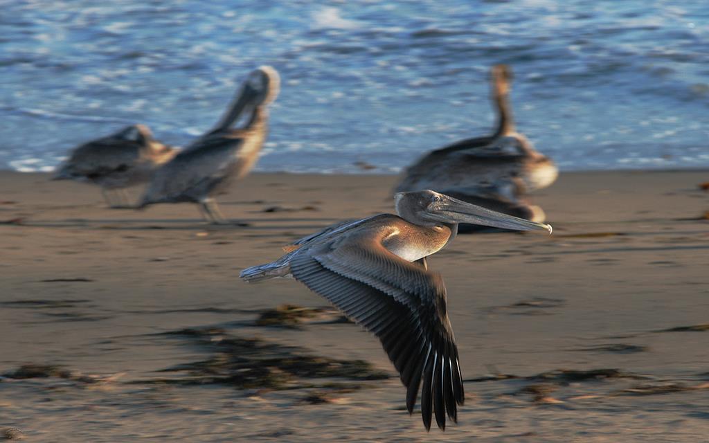 52-Brown Pelicans-05