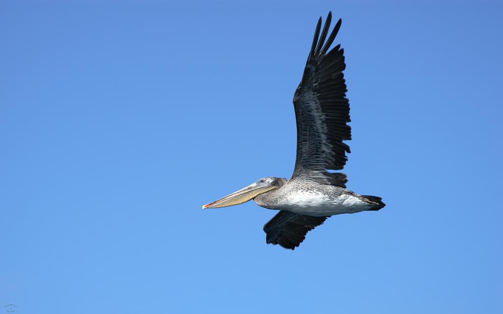 53-Brown Pelicans-03