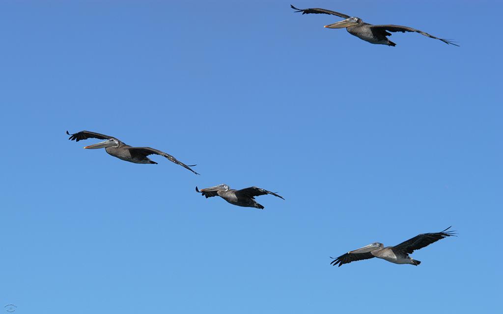54-Brown Pelicans-02