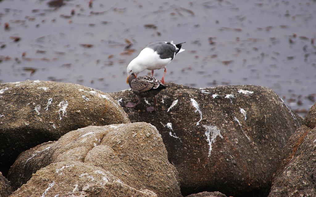 55-Seagull Feeding Chick-01