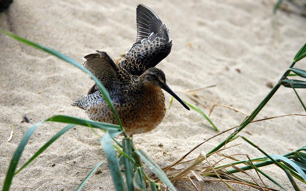 57-Long-billed Dowitcher-01
