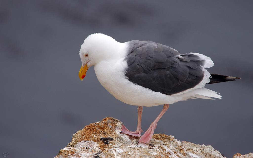58-Seagull-02