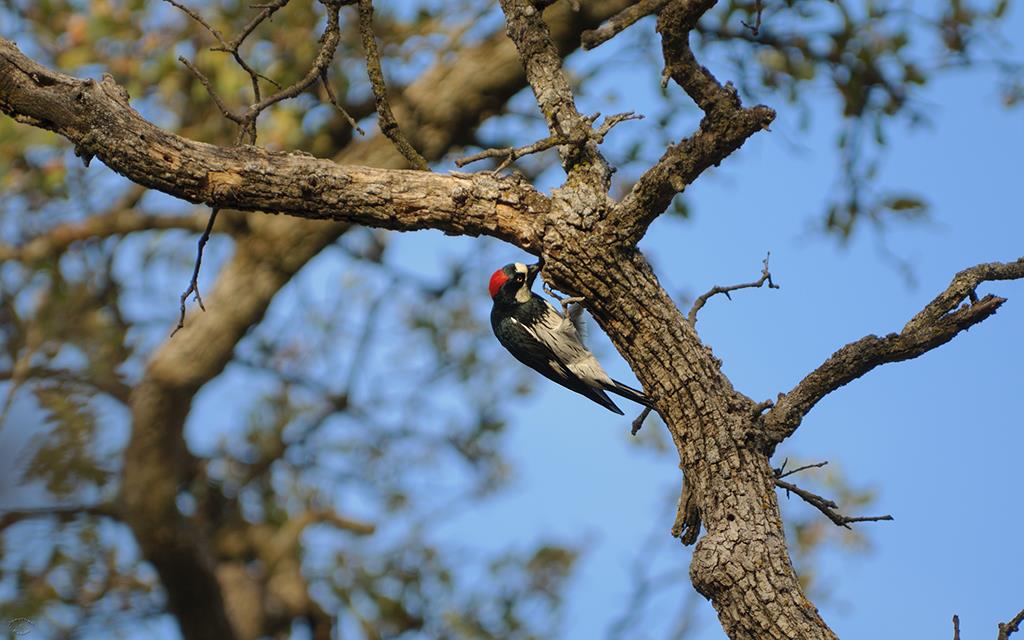 Acorn Woodpecker-03