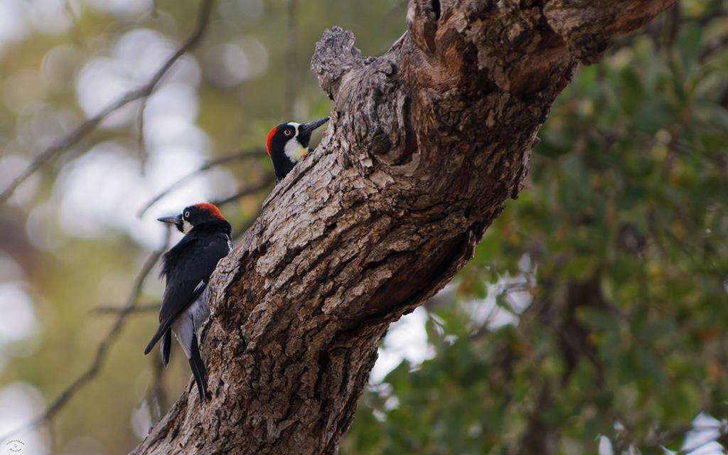 Acorn Woodpecker-05