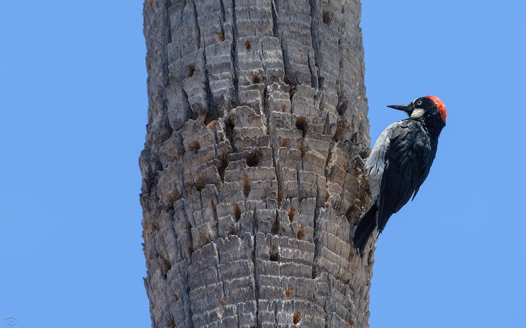 Acorn Woodpecker (Catalina2013)-01