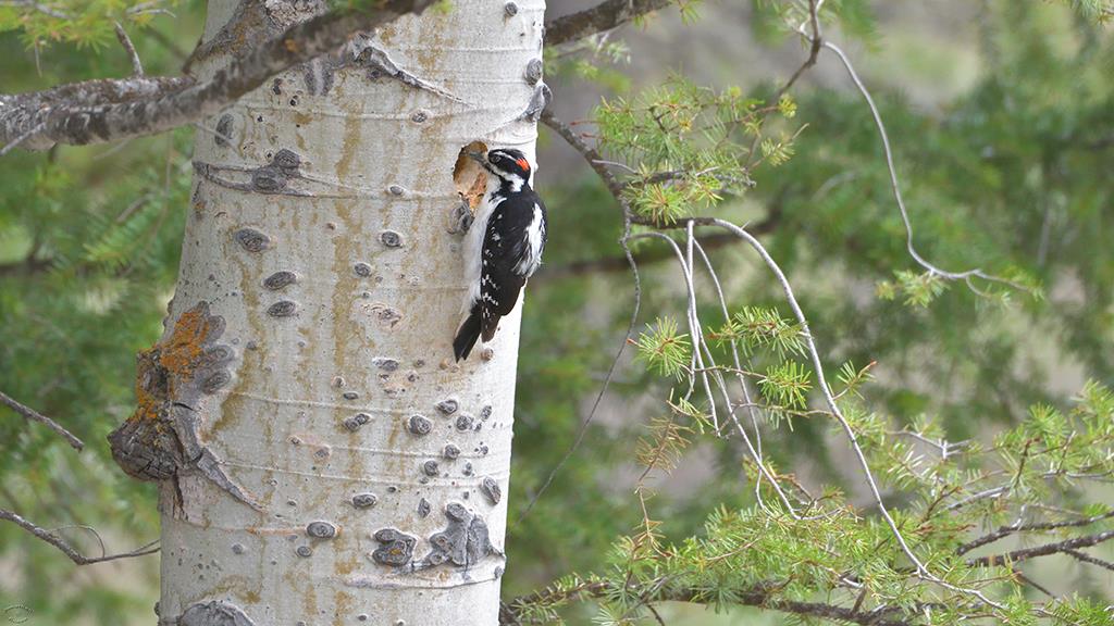 Downey Woodpecker (YNP2019)-01