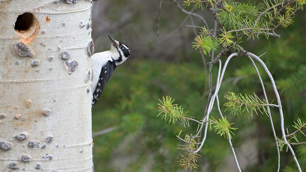 Downey Woodpecker (YNP2019)-02