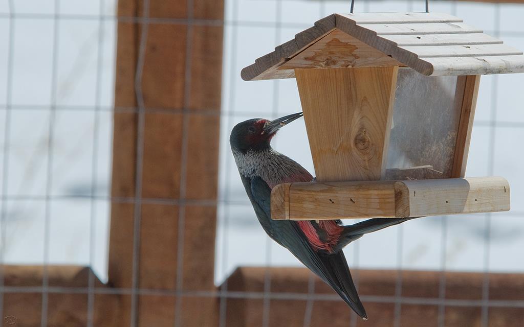 Lewis's Woodpecker-10