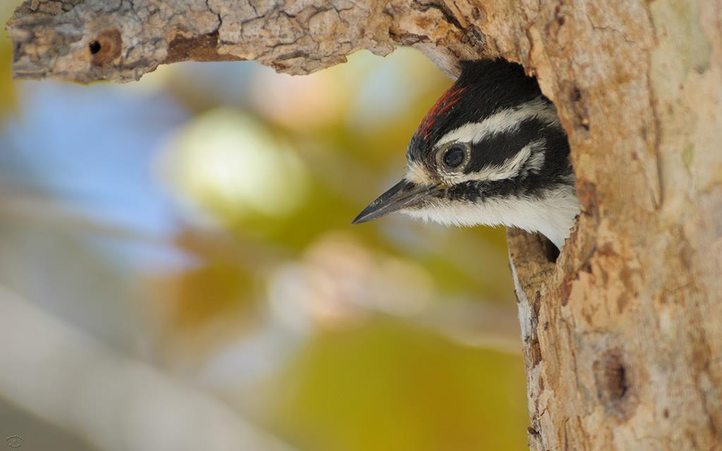 Nuttall's Woodpecker (UCLA_Jul02_2013)-01