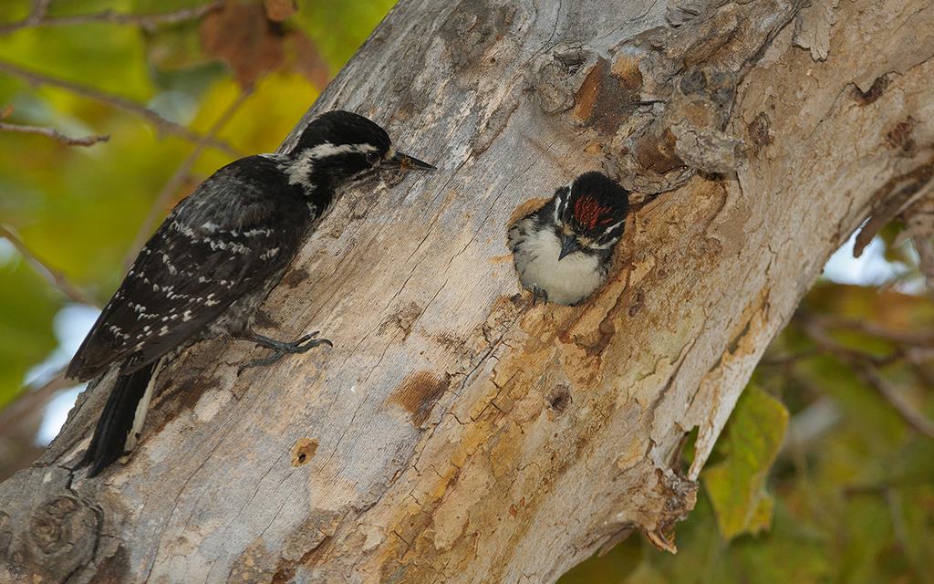 Nuttall's Woodpecker (UCLA_Jul02_2013)-02